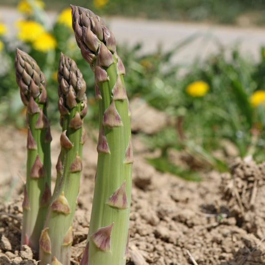 ASPARAGUS Mary Washington – Premium Exotic Veg Seeds