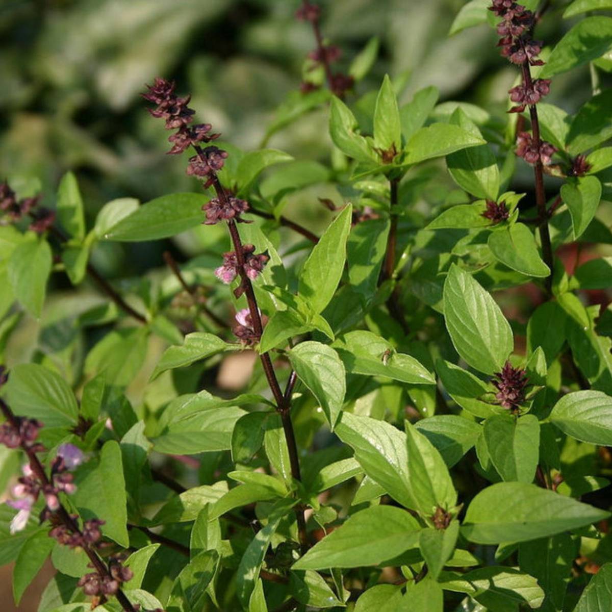 Basil Sweet Scented Herb Seeds
