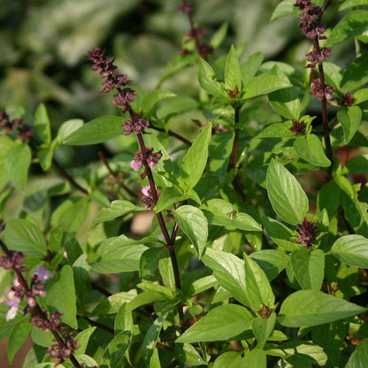Basil Sweet Scented Herb Seeds