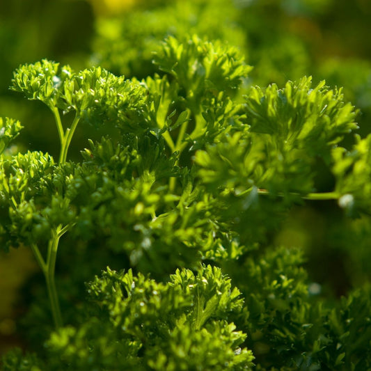 Parsley Moss Curled Leaf Microgreens Seeds