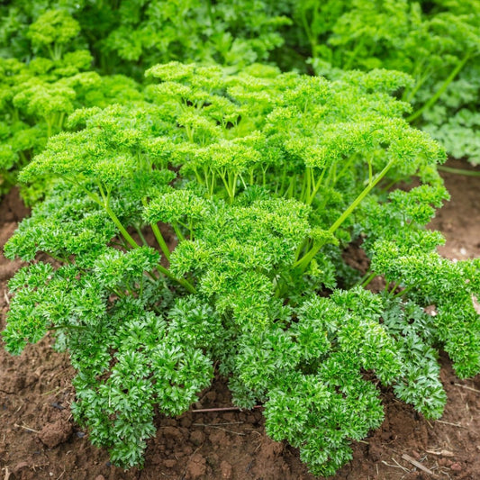 Parsley Moss Curled Herb Seeds
