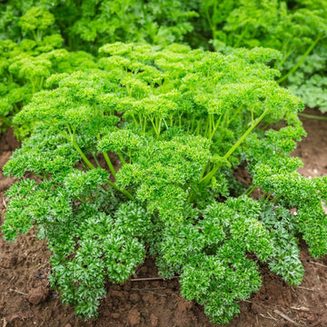 Parsley Moss Curled Leaf Microgreens Seeds