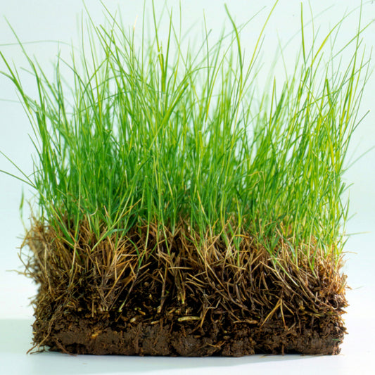 Premium Bermuda Lawn Grass – Perfect for Lush Green Lawns Exotic Vegetable Seeds