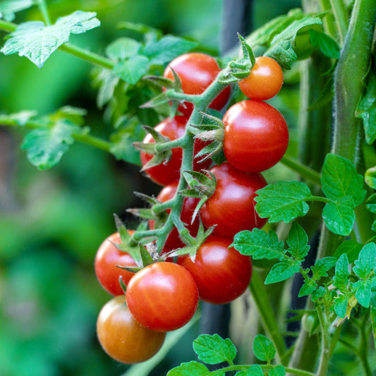 Fresh Cherry Tomatoes – Sweet, Juicy, and Flavorful Exotic Vegetable Seeds