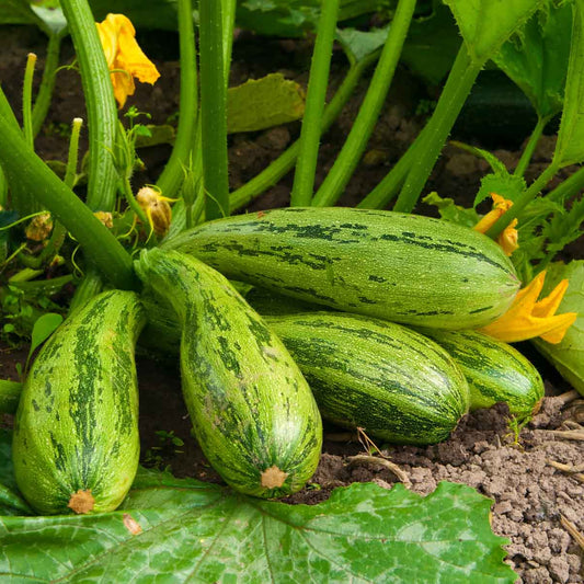 Green Long Squash/Zucchini Exotic Vegetable Seeds