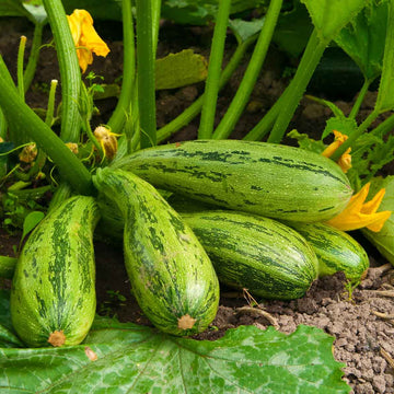 American Round Yellow Squash/Zucchini - Fresh & Vibrant Summer Vegetable