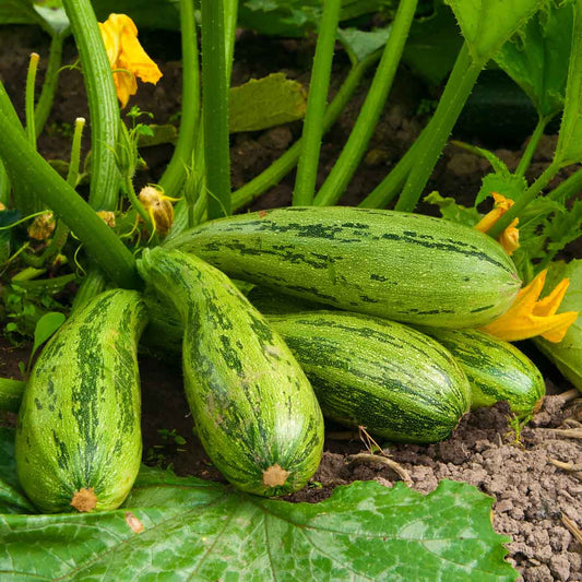 American Round Yellow Squash/Zucchini - Fresh & Vibrant Summer Vegetable