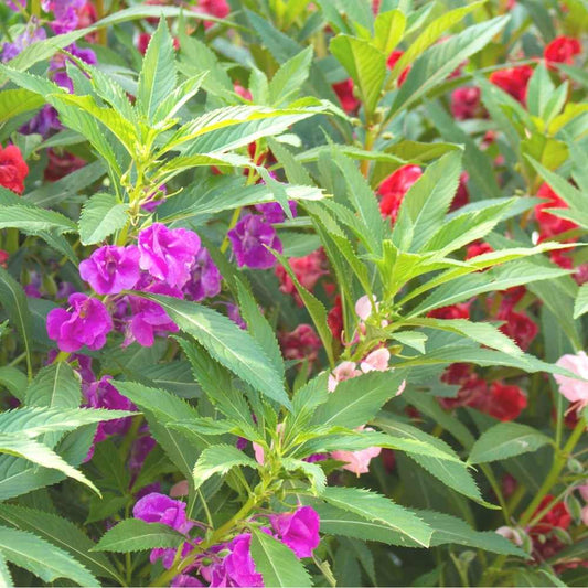 Balsam Purple Flower Seeds