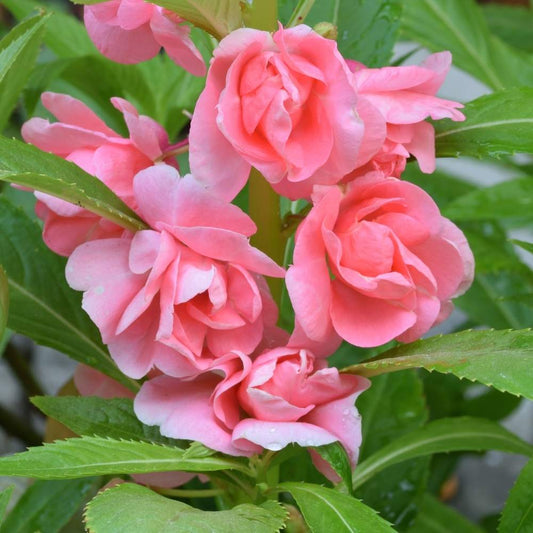 Balsam 'Rosemine' Summer Flower Seeds