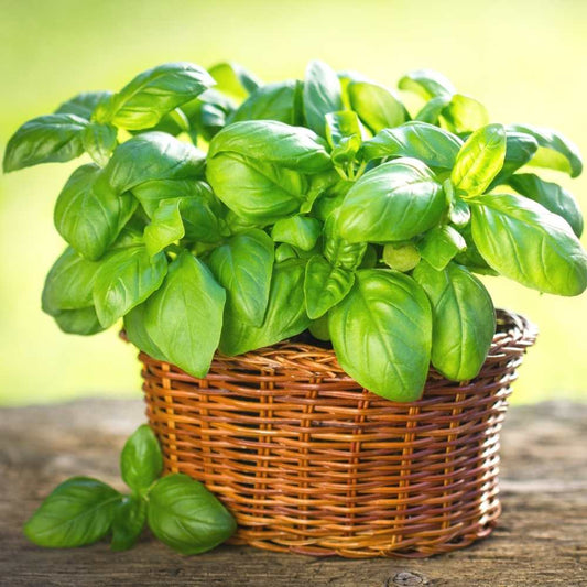 Basil Italian Broad Leaf Microgreens Seeds