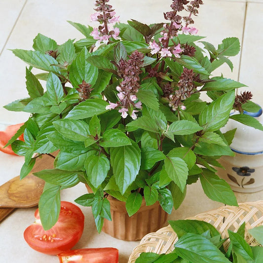 Cinnamon Basil Microgreens Seeds