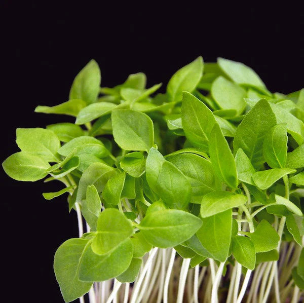 Sweet Basil Microgreens Seeds
