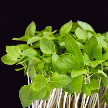 Sweet Basil Microgreens Seeds