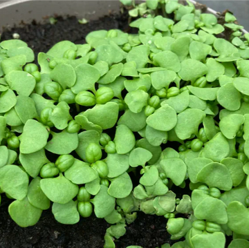 Indian Basil Tukmeria Microgreens Seeds