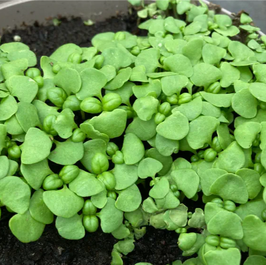 Indian Basil Tukmeria Microgreens Seeds