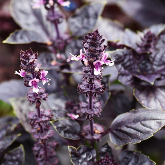 Basil Dark Opal Microgreens Seeds