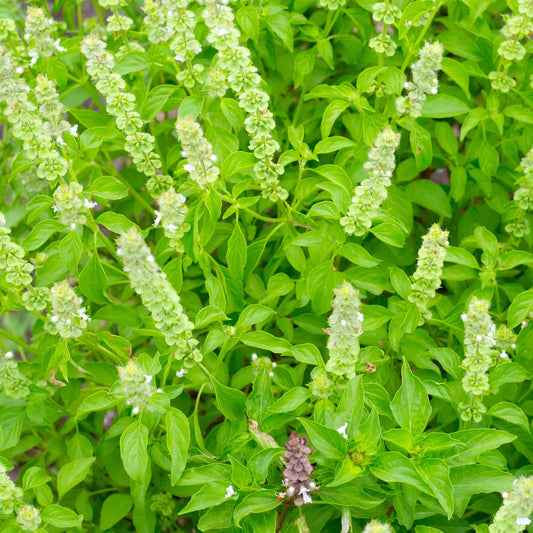 Basil Graco Small Leaf Basil Microgreens Seeds