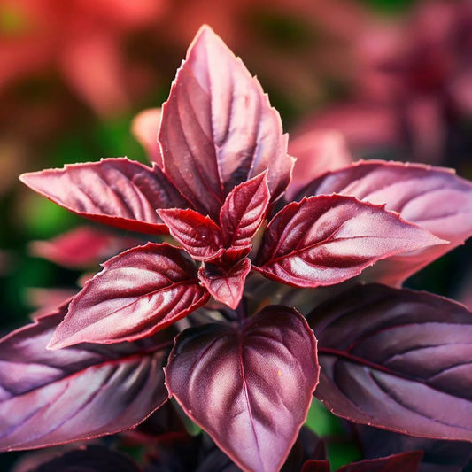 Red Basil Microgreens Seeds
