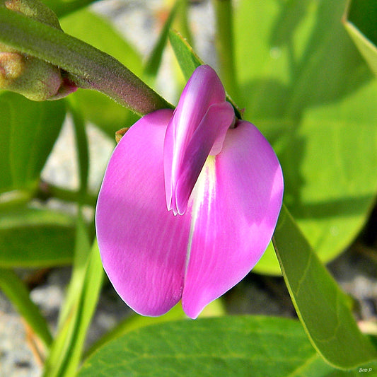 Dolichos Edible Flower Seeds