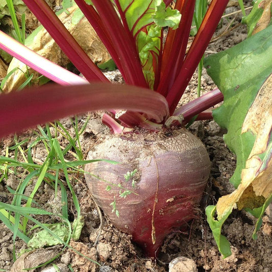 Bull's Blood Detroit Red Beetroot Microgreens Seeds
