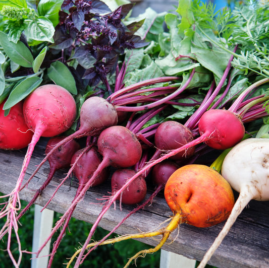 Beet Root & Misticanza Microgreens Seed Combo