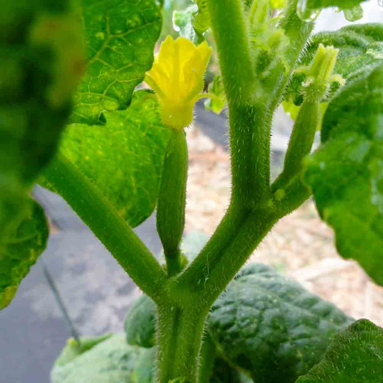Cucumber Hybrid Sanam (Beit Alpha) Vegetable Seeds