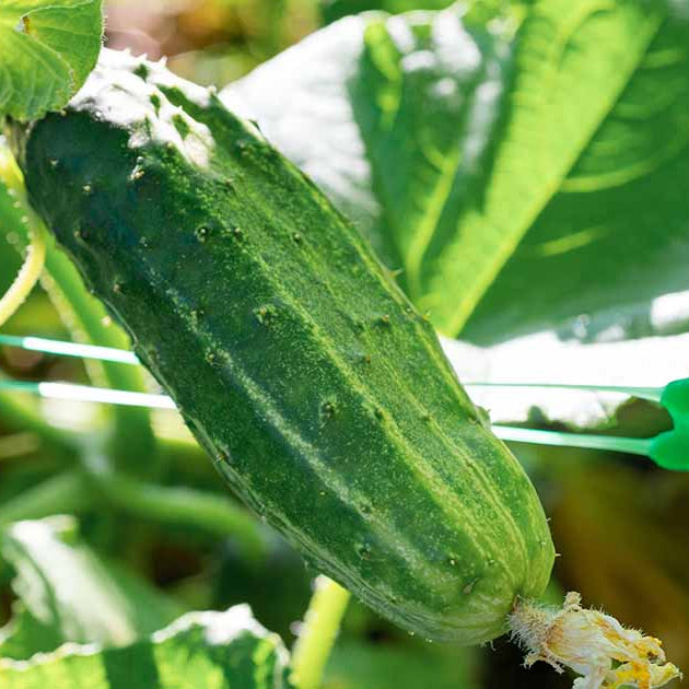 Gherkins Pickling Cucumbers – Fresh, Crunchy, and Perfect for Pickling