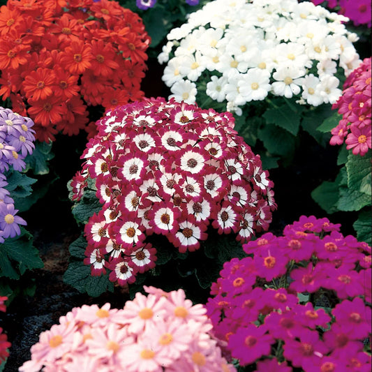 Cineraria Mixed Winter Flower Seeds