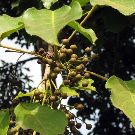 Bischofia Javanica Herb Seeds