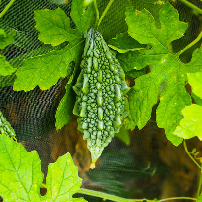 Bitter Gourd Vegetable Seeds
