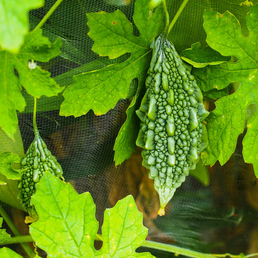 Bitter gourd F1 Santur Vegetable Seeds