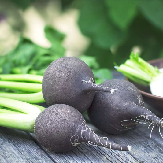Radish Black Round Microgreens Seeds