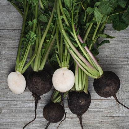 Radish Black Round Microgreens Seeds