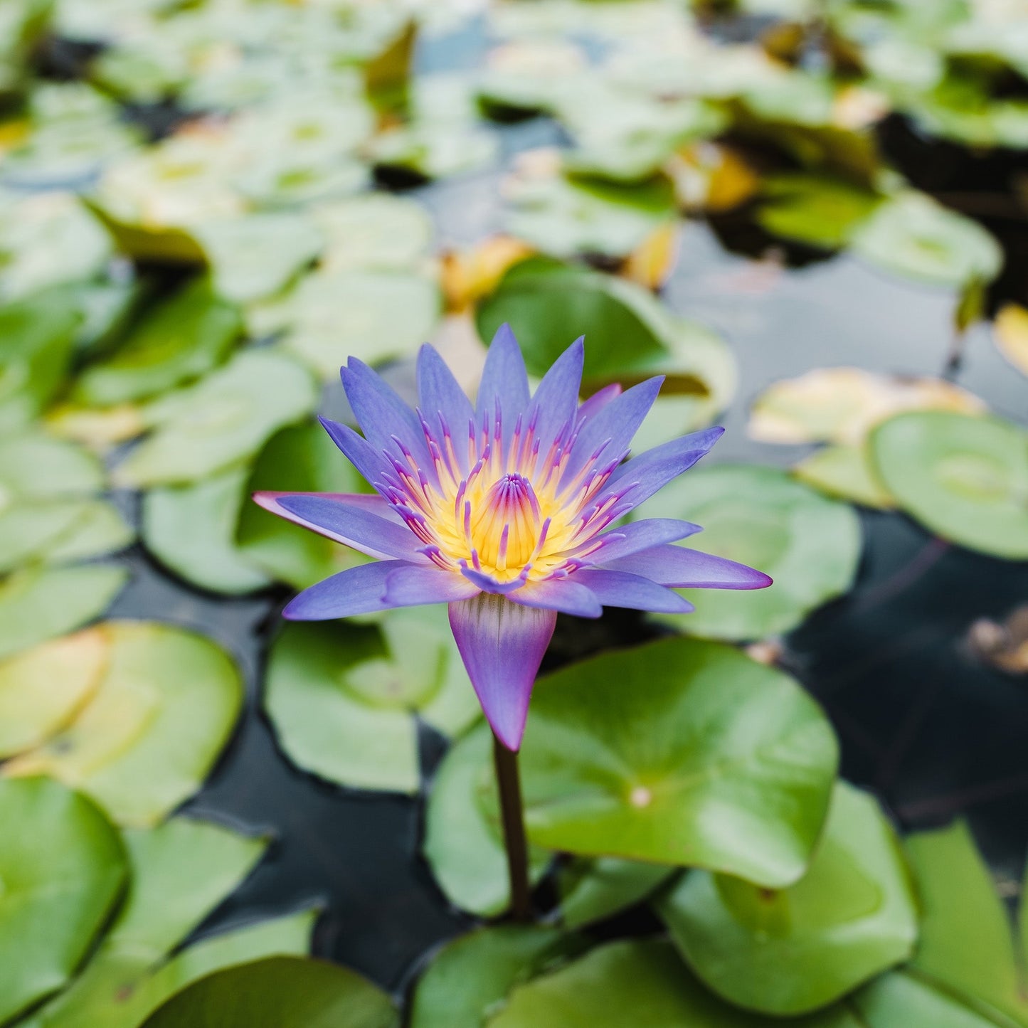 Lotus Winter Flower Seeds - Premium Quality for Stunning Winter Blooms