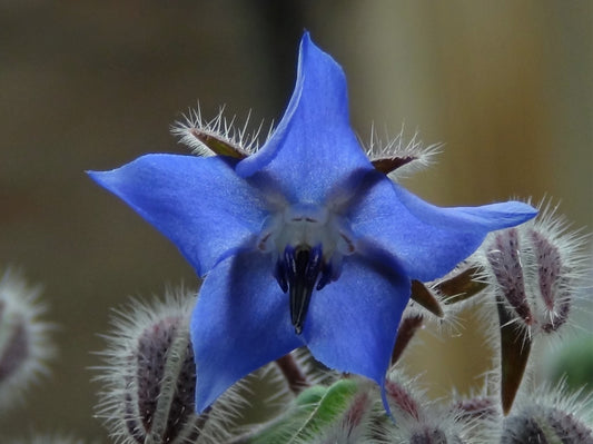 Borage Imported Edible Flower Seeds