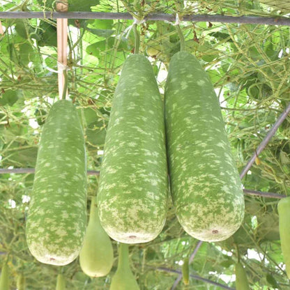 Bottlegourd F1 Rama Vegetable Seeds