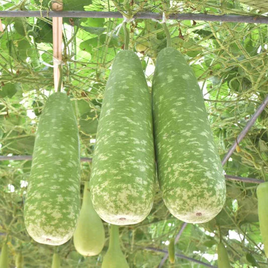 Bottlegourd F1 Rama Vegetable Seeds