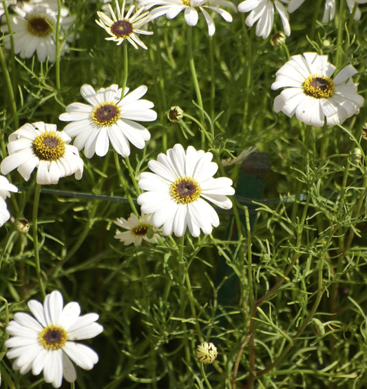 Brachycome White Seeds