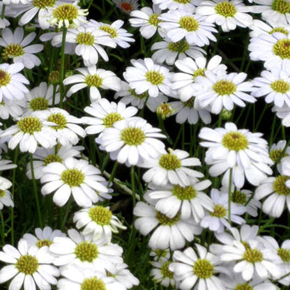 Brachycome White Seeds
