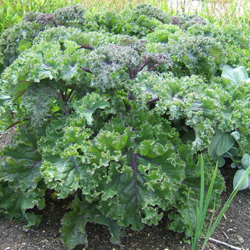 Collard & Kale Brassica Mixed Green and Purple Leaf Microgreens Seeds
