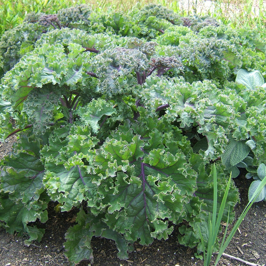 Collard & Kale Brassica Mixed Green and Purple Leaf Microgreens Seeds