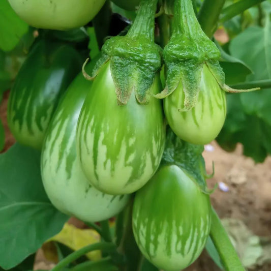 Brinjal-Eggplant MW VTY Green Somnath Vegetable Seeds