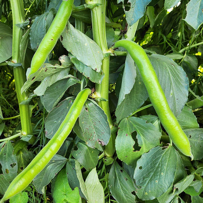 Organic Broadbean Vegetable Seeds – High Yield, Fresh & Nutritious for Your Garden