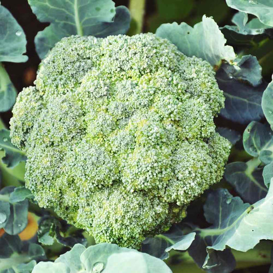 Broccoli FL HYB Anastasia – Premium Hybrid Fresh Broccoli for Your Kitchen Exotic Vegetable Seeds