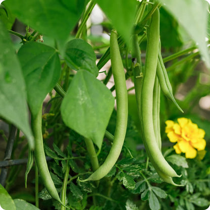 Pole Beans Selection Sanchi Vegetable Seeds