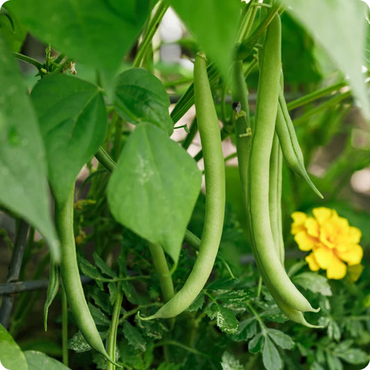 Pole Beans Selection Sanchi Vegetable Seeds