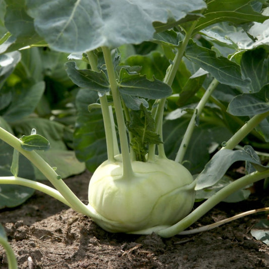Kohlrabi F1 Hybrid Green Vegetable Seeds
