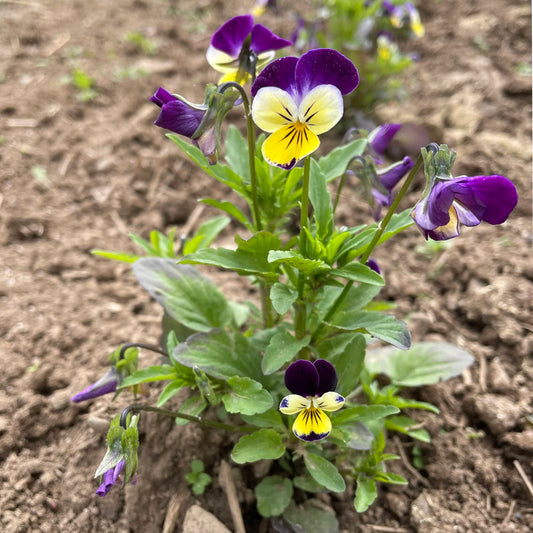 Pansy Johnnie Jump Up Winter Flower Seeds