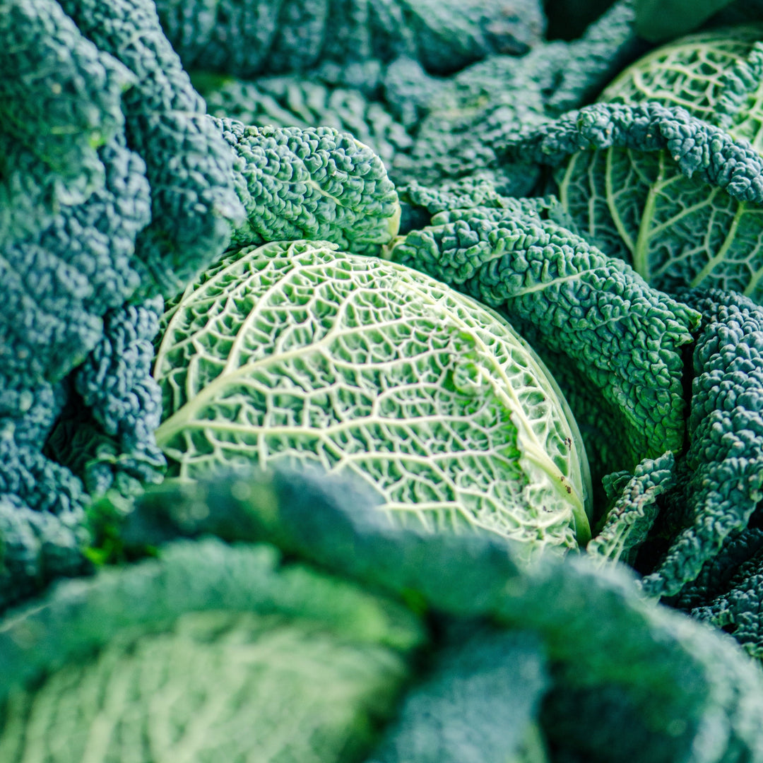 Fresh Savoy Green Cabbage - Nutritious & Tender for Your Kitchen Exotic Vegetable Seeds