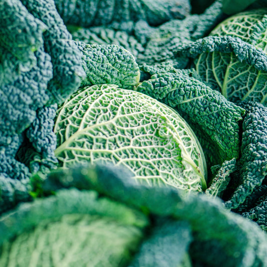 Fresh Savoy Green Cabbage - Nutritious & Tender for Your Kitchen Exotic Vegetable Seeds